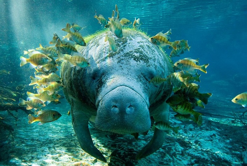 underwater_photos_animals