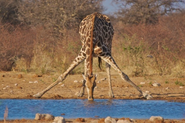 10 Amazing And Funny Fact About Giraffes | African Animal | Reckon Talk