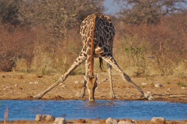 omg, omg facts, animal facts, giraffes facts, african animals, cool facts, cool giraffes, lol facts, lol, fun facts about giraffes, bizarre giraffes, beautiful creatures, inspiring creatures, awkward giraffes, 10 hilarious facts, 10 animal facts,