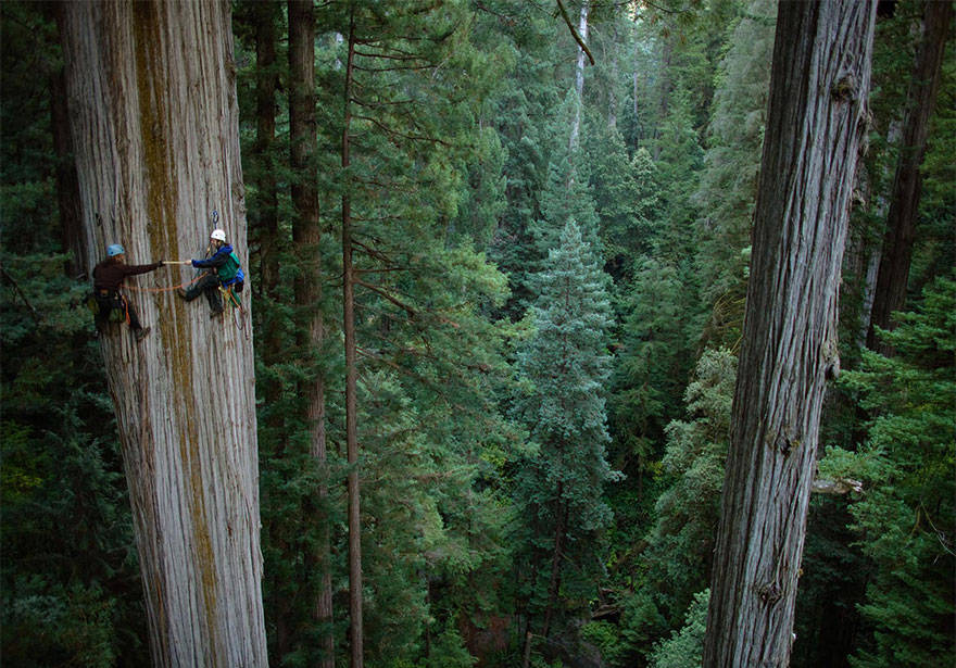 Redwood tree climbing