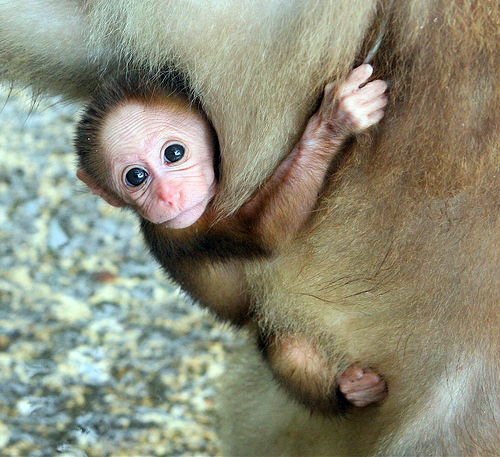 adorable, animals, babies, baby, collections, cute, funny, furrytalk, humor, life, mammels, monkey, monkeys, photography, pictures, playing, sweet, wild, wildlife, cute baby monkeys, lol, wtf, omg, cute animal baby, adorable baby monkeys