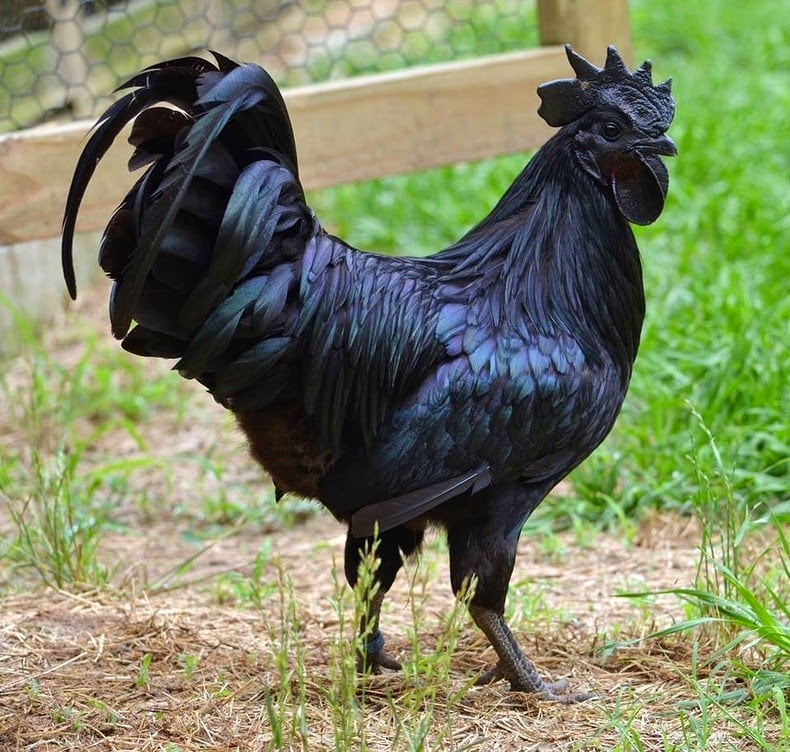 cemani means, ayam cemani, black chicken, lamborghini of poultry, fibromelanosis