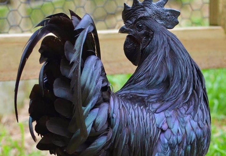 cemani means, ayam cemani, black chicken, lamborghini of poultry, fibromelanosis