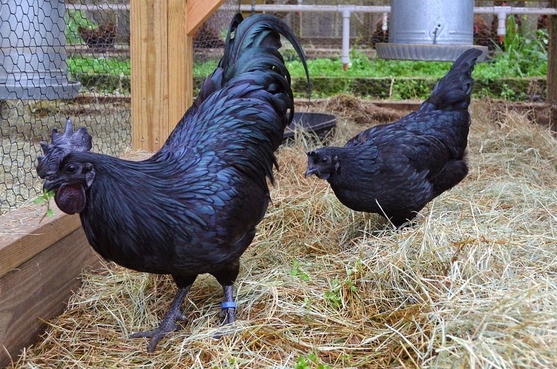 cemani means, ayam cemani, black chicken, lamborghini of poultry, fibromelanosis