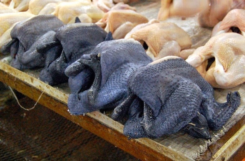 cemani means, ayam cemani, black chicken, lamborghini of poultry, fibromelanosis