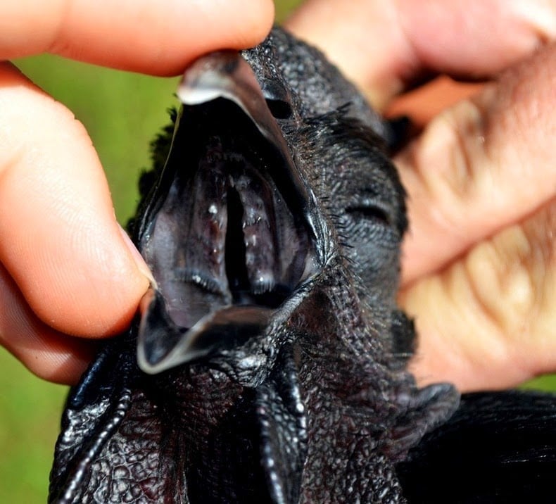 cemani means, ayam cemani, black chicken, lamborghini of poultry, fibromelanosis