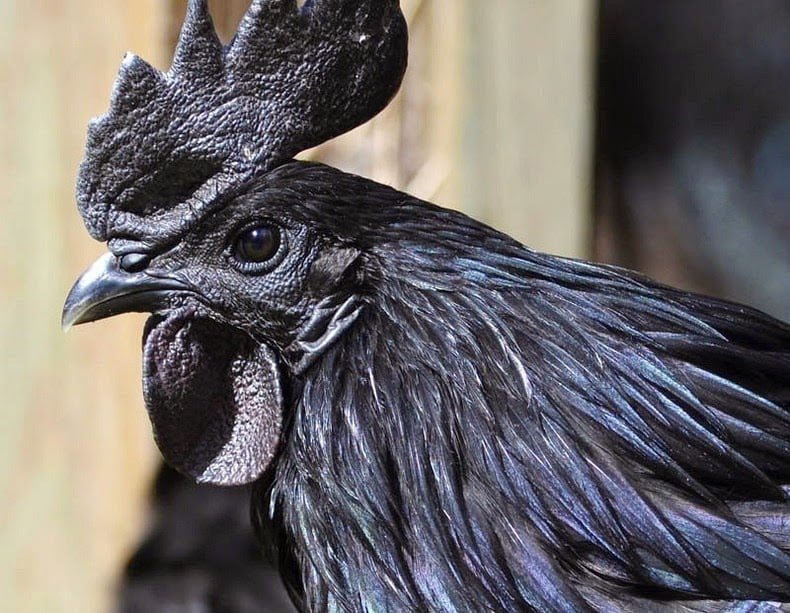 cemani means, ayam cemani, black chicken, lamborghini of poultry, fibromelanosis