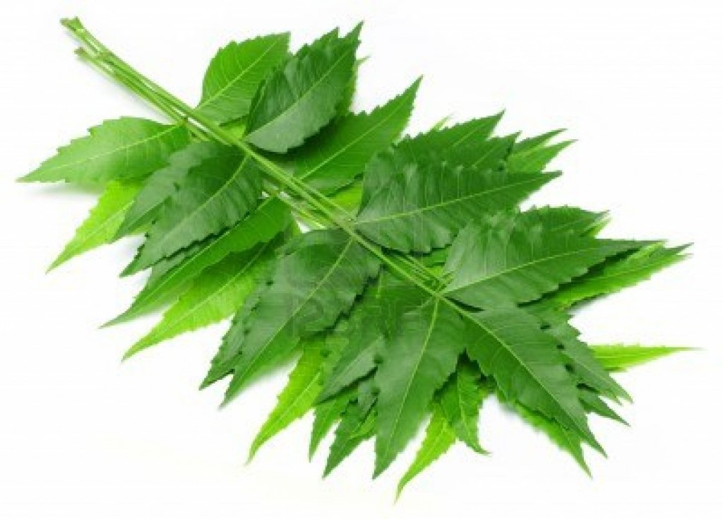 18 Proven Health Benefits of Neem "One Tree Pharmacy " Reckon Talk