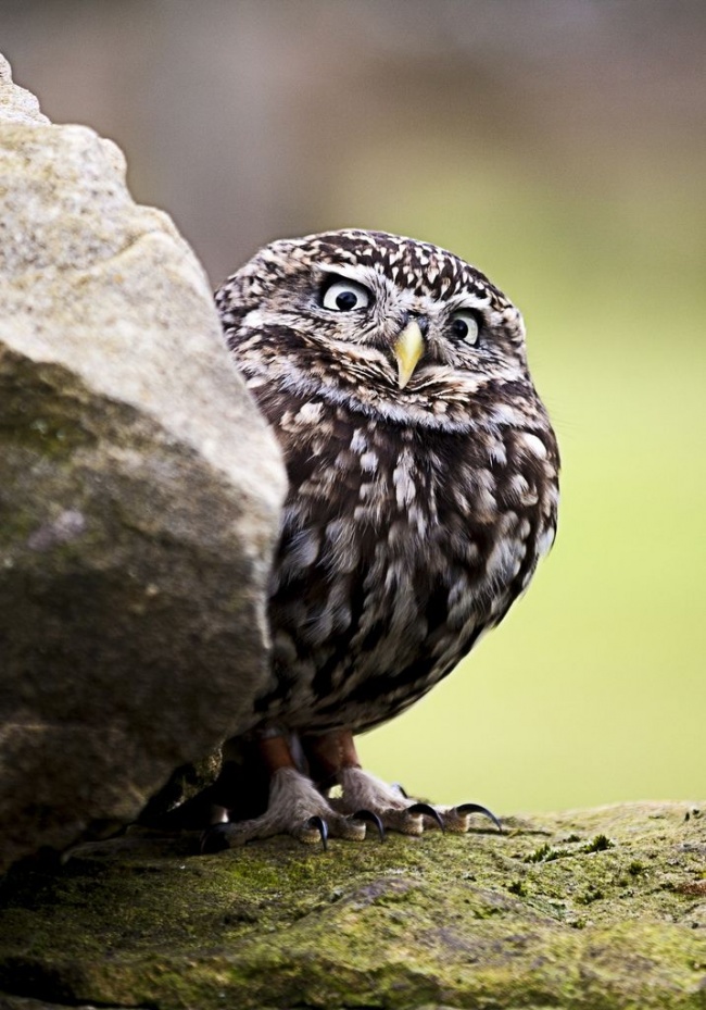 Cute Owl Photos 11