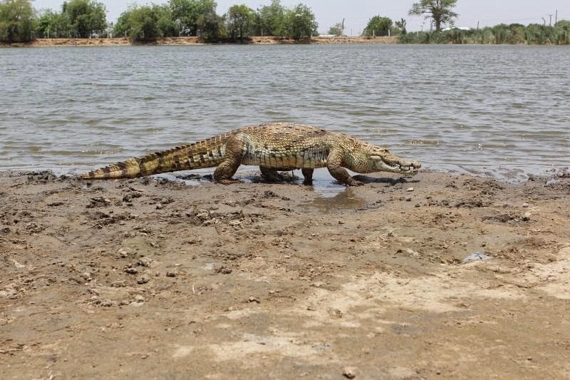 crocodiles in paga, friendly crocodile