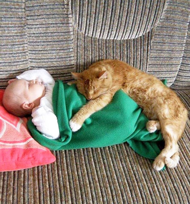 baby, babies, cat with kids, cat with baby, cat, animal, awesome, cool, omg, sweet, cuttest cat, cat photo, cat images