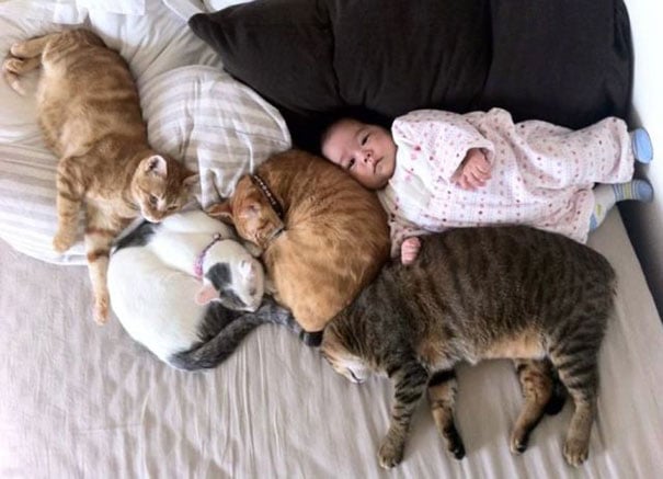 baby, babies, cat with kids, cat with baby, cat, animal, awesome, cool, omg, sweet, cuttest cat, cat photo, cat images