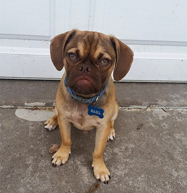 dogs reddit grumpy quot earl quot breaking the goes viral on reddit reckon talk dogs reddit grumpy quot earl quot breaking the goes viral on reddit reckon talk