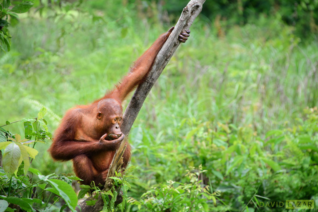 indonesia,indonesia all photo,indonesia facts,indonesia nature photos,david lazar,david lazar photography,nature photos 