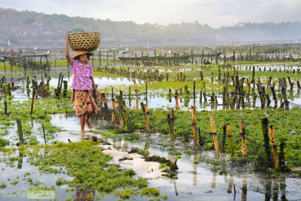 indonesia,indonesia all photo,indonesia facts,indonesia nature photos,david lazar,david lazar photography,nature photos 