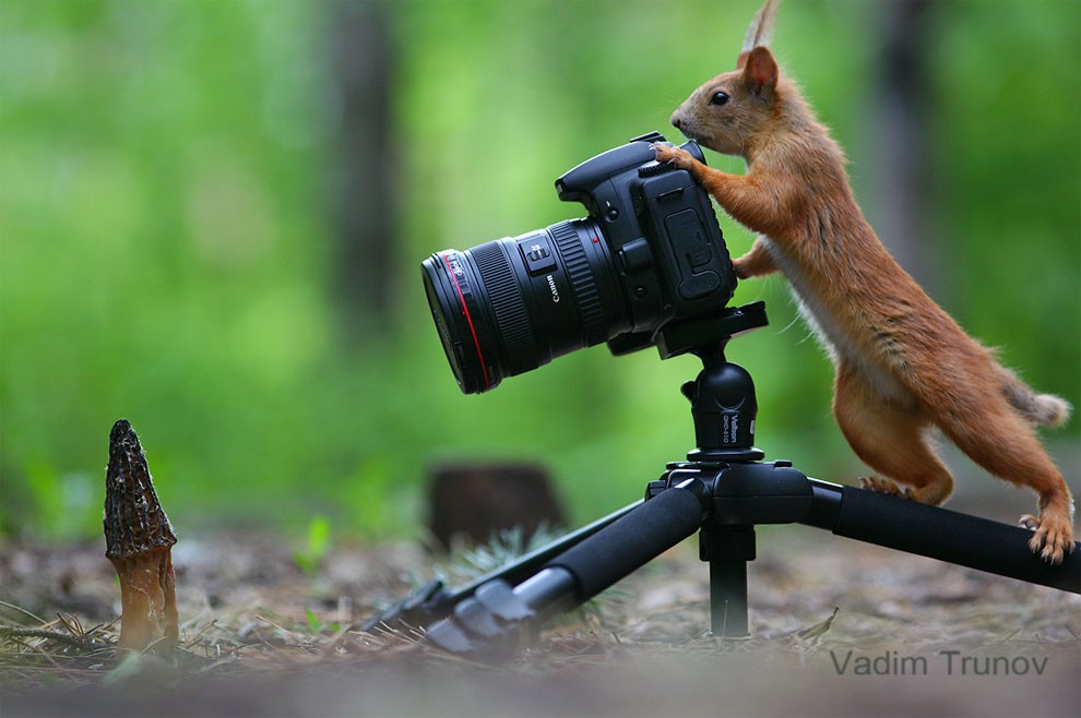 animal, squirrel, baby, pert, cute, sweet, lovely, pair squirrel, playing squirrel, Vadim Trunov, nature photographer, macro photographer, talented photographer, animal photo, photography, amazing, wow, awesome, adorable, outstanding, mindblowing, fun series, funny