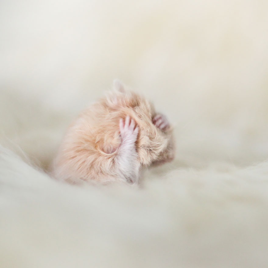 cute, hamsters, animal, pet, cutest, sweet, lovely, adorable, so cute, awesome, amazing, wow, beautiful, photography