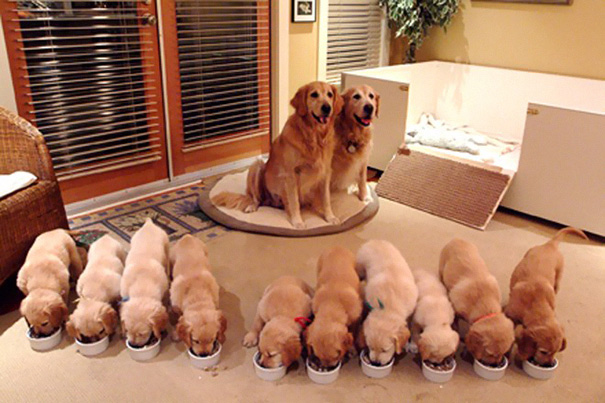 dog, pet, baby, babies, puppy, kids, dog mummy, dog mommy, dog mom, dog parents, animal, photography, photographer, wow, funny, amazing, cute, sweet, lovely, awesome