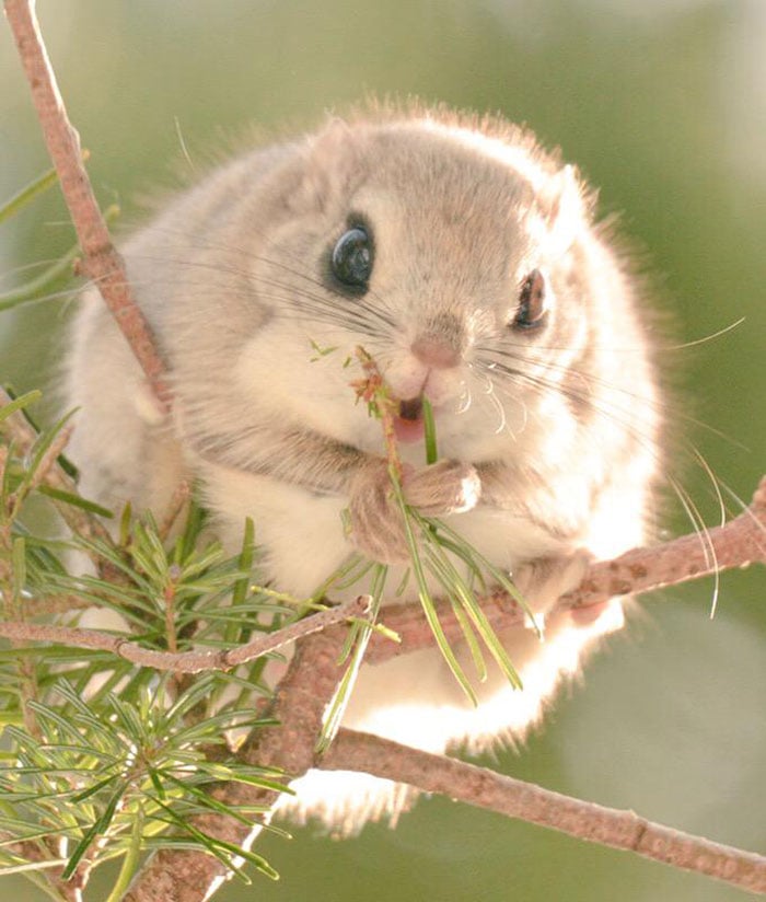 siberian, japanese, dwarf, squirrel, flying squirrel, animal, pet, cute, adorable, tiny, small, little, funny, sweet, lovely, awesome, amazing, creature, japan, europe