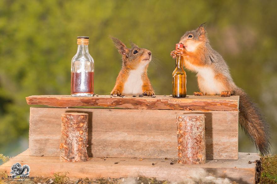 [Image: Cute-Pics-of-Playing-Wild-Red-Squirrel-N...some-7.jpg]