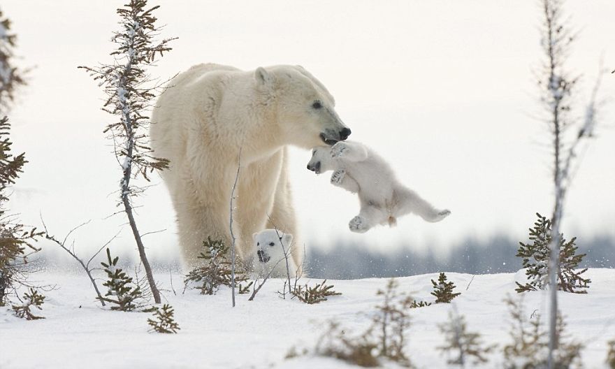 cute, baby polar bear, photography, animal, cub, adorable, amazing, playing, snow