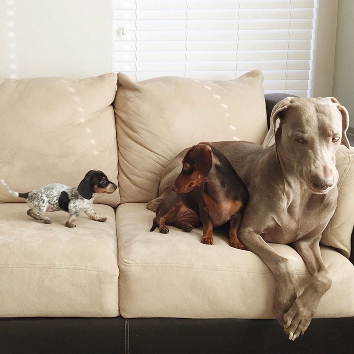 cute dogs, sleeping buddies, Harlow, Harlow and Sage, Indiana, Reese, Sage, Weimaraner, animals, Dachsund, funny animals, adorable