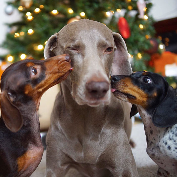 cute dogs, sleeping buddies, Harlow, Harlow and Sage, Indiana, Reese, Sage, Weimaraner, animals, Dachsund, funny animals, adorable