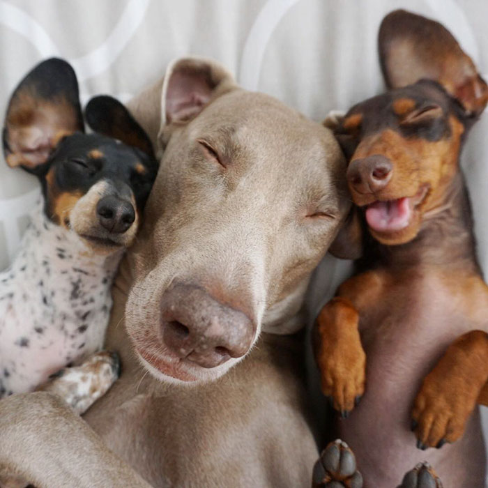 cute dogs, sleeping buddies, Harlow, Harlow and Sage, Indiana, Reese, Sage, Weimaraner, animals, Dachsund, funny animals, adorable