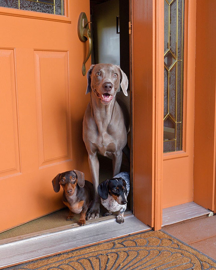 cute dogs, sleeping buddies, Harlow, Harlow and Sage, Indiana, Reese, Sage, Weimaraner, animals, Dachsund, funny animals, adorable