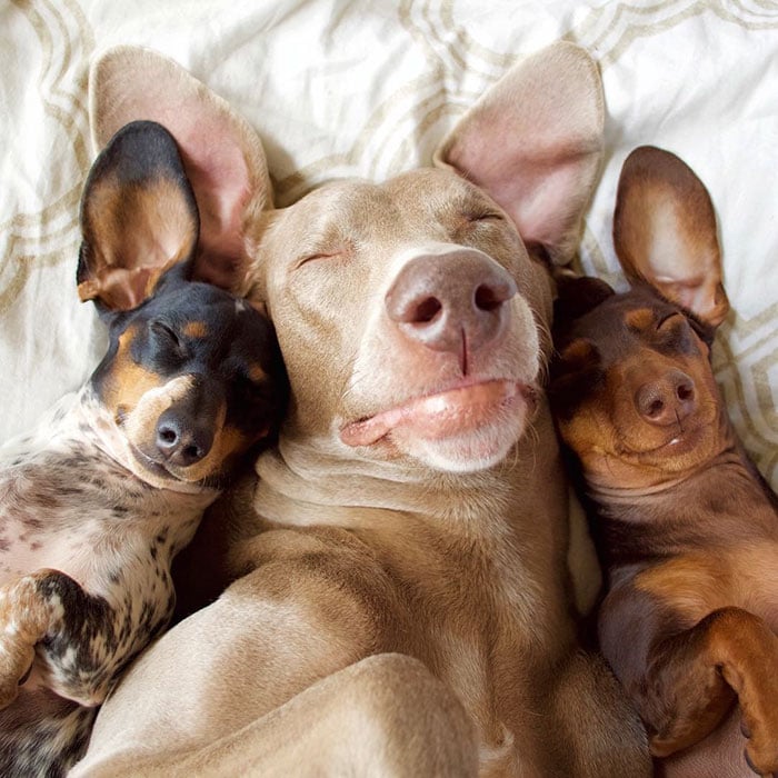 cute dogs, sleeping buddies, Harlow, Harlow and Sage, Indiana, Reese, Sage, Weimaraner, animals, Dachsund, funny animals, adorable