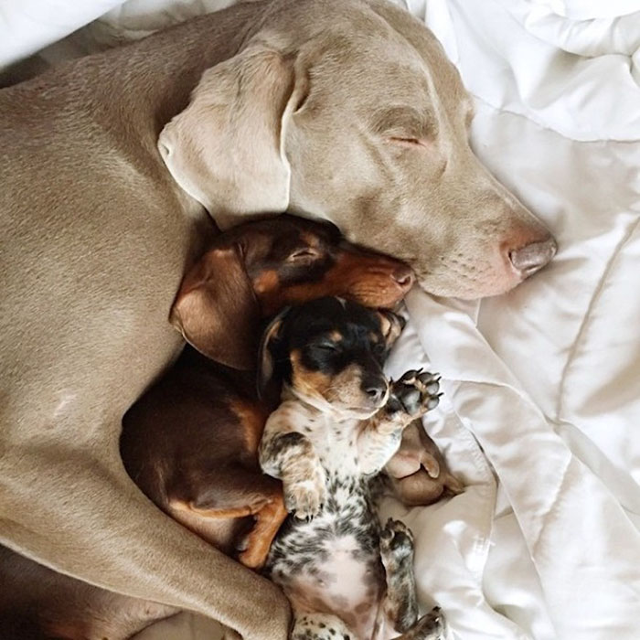 cute dogs, sleeping buddies, Harlow, Harlow and Sage, Indiana, Reese, Sage, Weimaraner, animals, Dachsund, funny animals, adorable