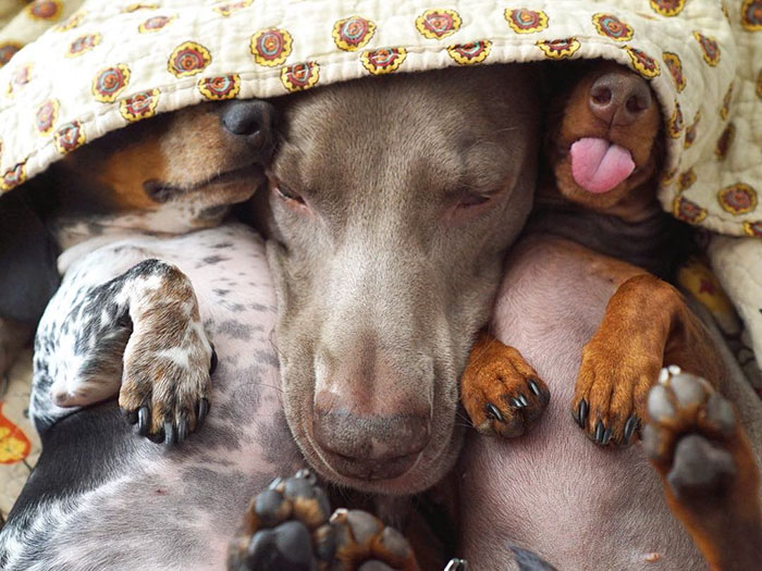 cute dogs, sleeping buddies, Harlow, Harlow and Sage, Indiana, Reese, Sage, Weimaraner, animals, Dachsund, funny animals, adorable