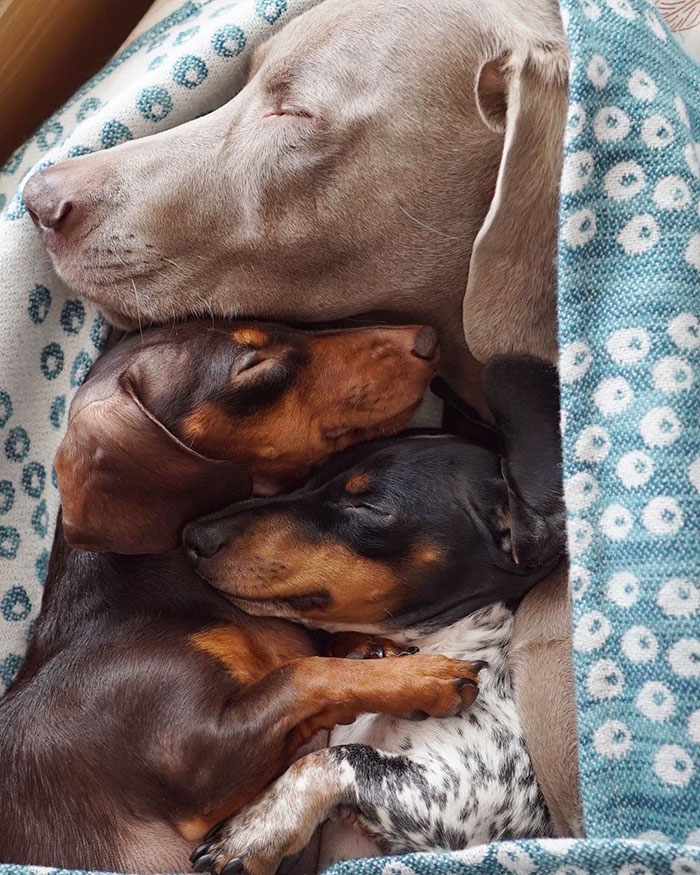 cute dogs, sleeping buddies, Harlow, Harlow and Sage, Indiana, Reese, Sage, Weimaraner, animals, Dachsund, funny animals, adorable