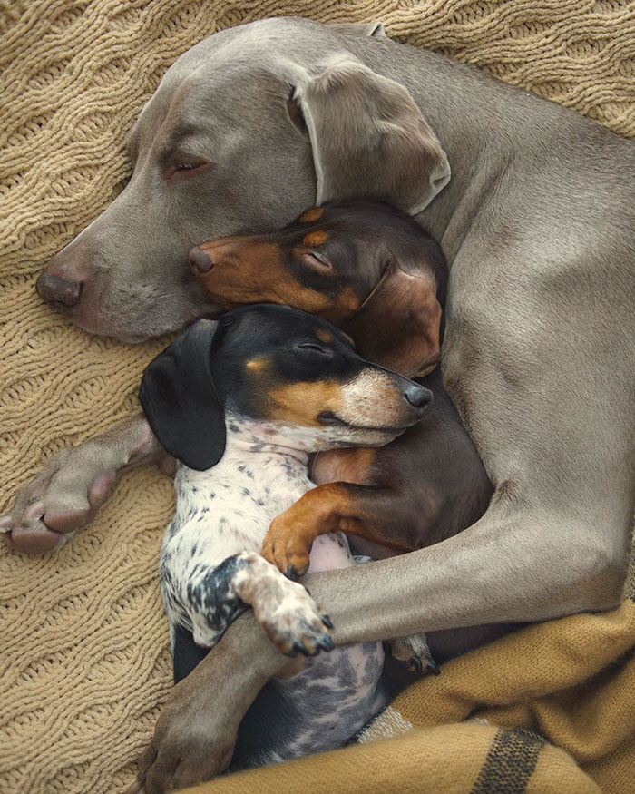 cute dogs, sleeping buddies, Harlow, Harlow and Sage, Indiana, Reese, Sage, Weimaraner, animals, Dachsund, funny animals, adorable