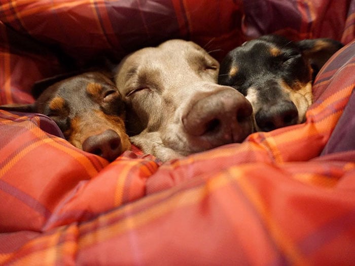 cute dogs, sleeping buddies, Harlow, Harlow and Sage, Indiana, Reese, Sage, Weimaraner, animals, Dachsund, funny animals, adorable