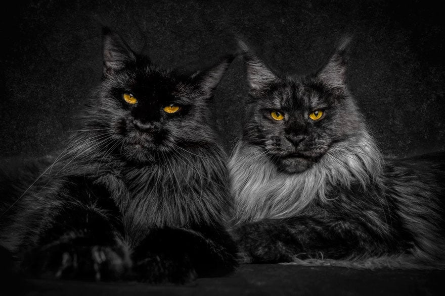 biggest cat, cat photography, Maine Coon cats, Robert Sijka, photographer, wow, awesome, animal