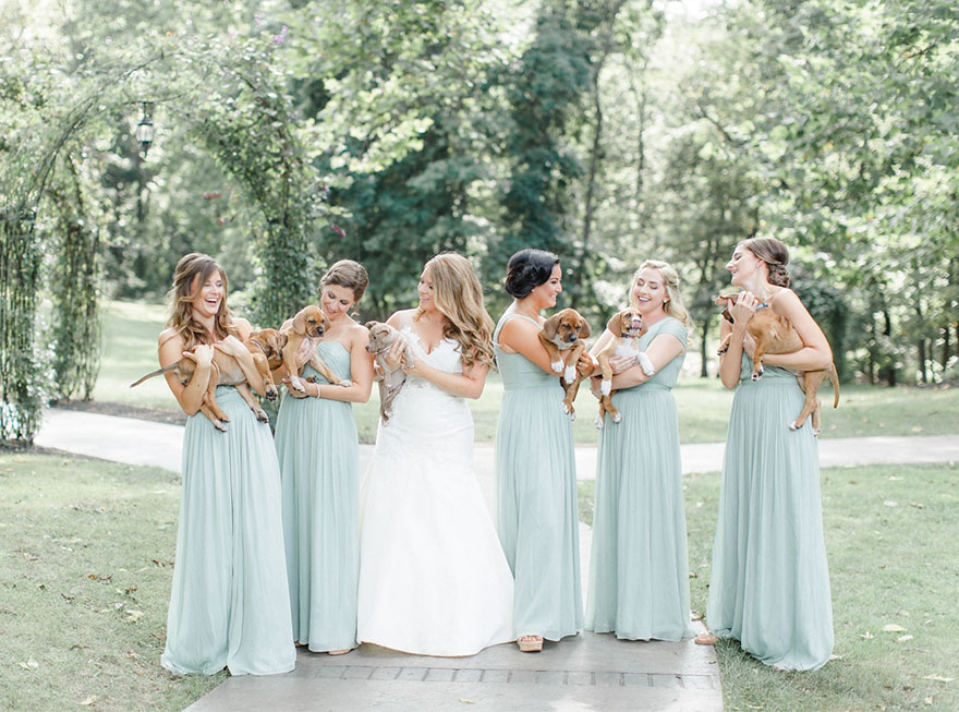 photography, rescued dogs, wedding photoshoots with animals, animals, dogs, cute, sweet, adorable