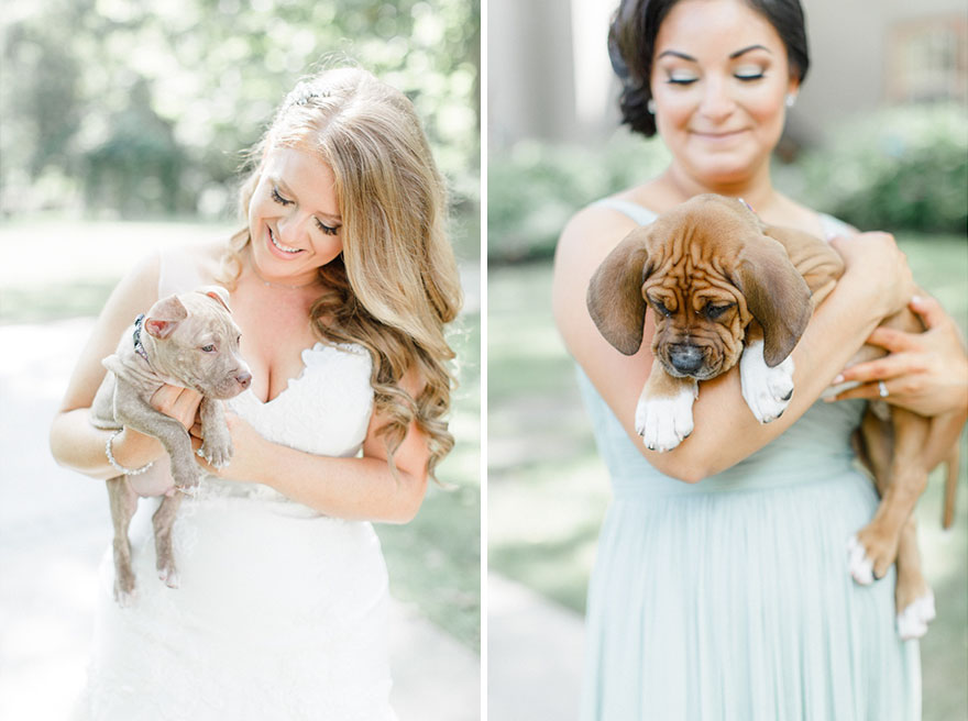 photography, rescued dogs, wedding photoshoots with animals, animals, dogs, cute, sweet, adorable