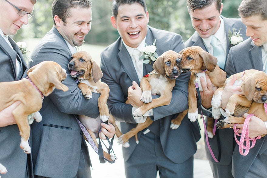 photography, rescued dogs, wedding photoshoots with animals, animals, dogs, cute, sweet, adorable