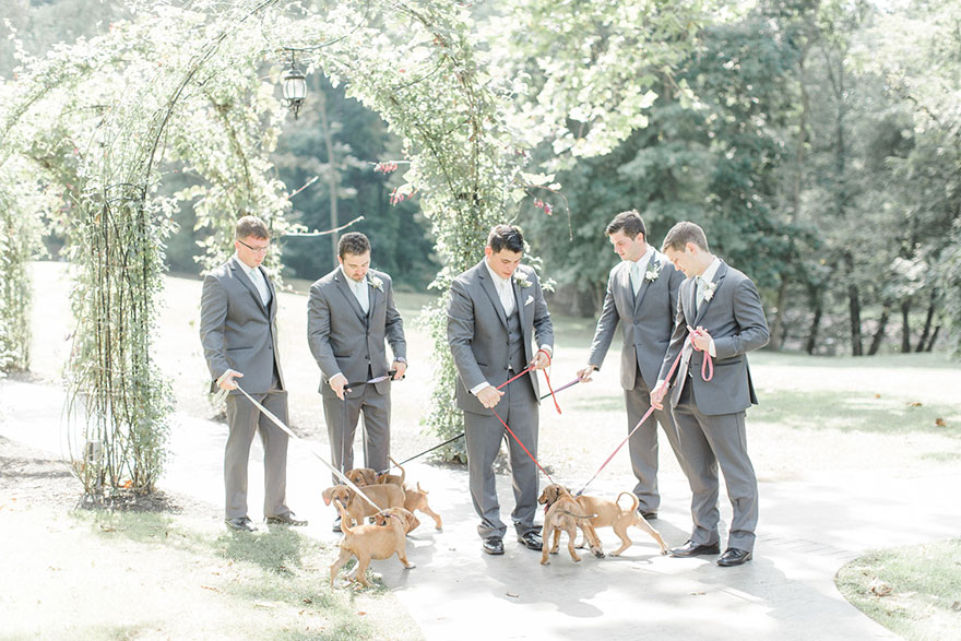 photography, rescued dogs, wedding photoshoots with animals, animals, dogs, cute, sweet, adorable