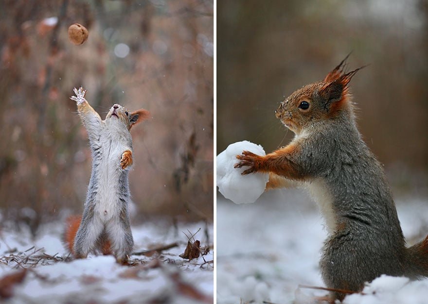 squirrel, photography, russia, vadim trunov, cute, funny, adorable, beautiful, amazing, animal