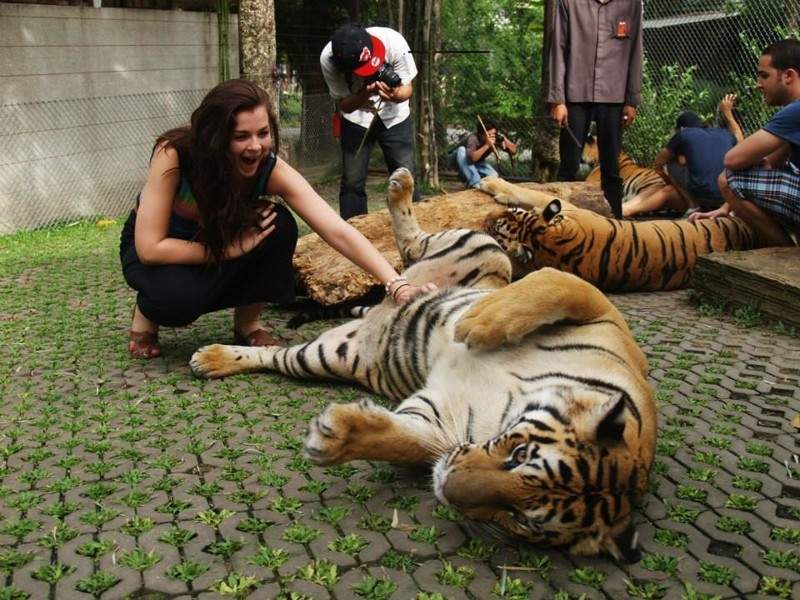 cute, cat, big cats, lion, tiger, animals friendship, human and tiger, tiger and human love, friendship