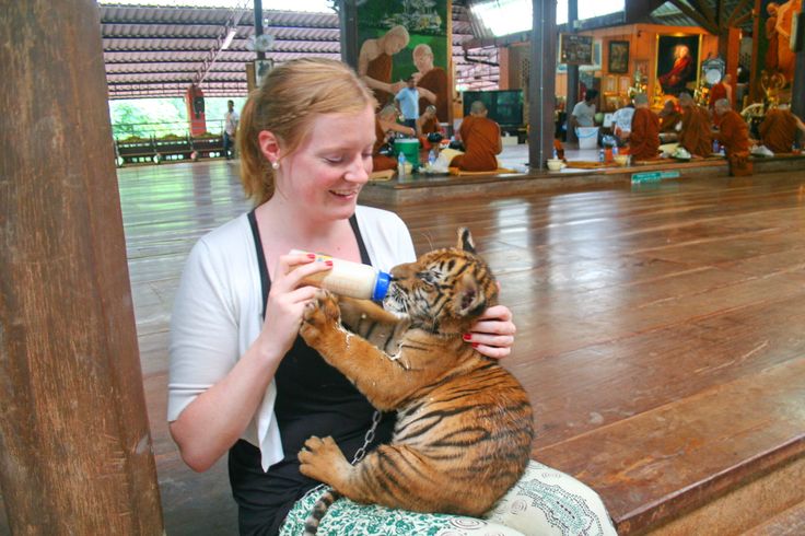 thailand, tiger temple, tiger and monks, buddhist temple, bangkok tiger temple, why tiger temple closed, animal rescue, tiger temple photo, tiger temple facts
