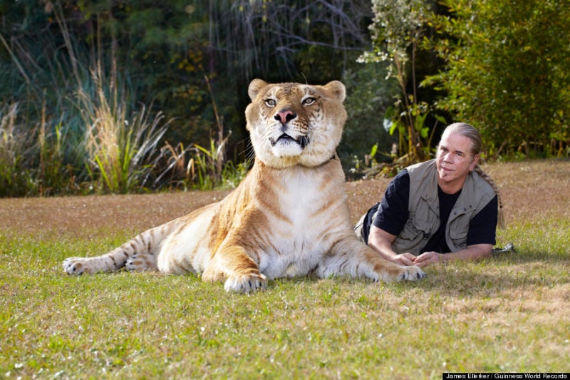amazing, big cats, liger, tiger and lion, weird, guinness world records, hybrid animals, liger, liger hercules