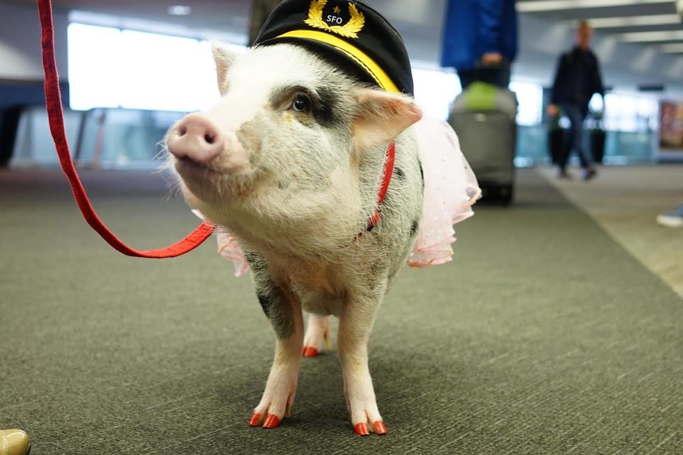lilou pig, pigs instagram, amazing, animal photos, aweee, human & animal, pet, cute, juliana breed pig, airport therapy pig