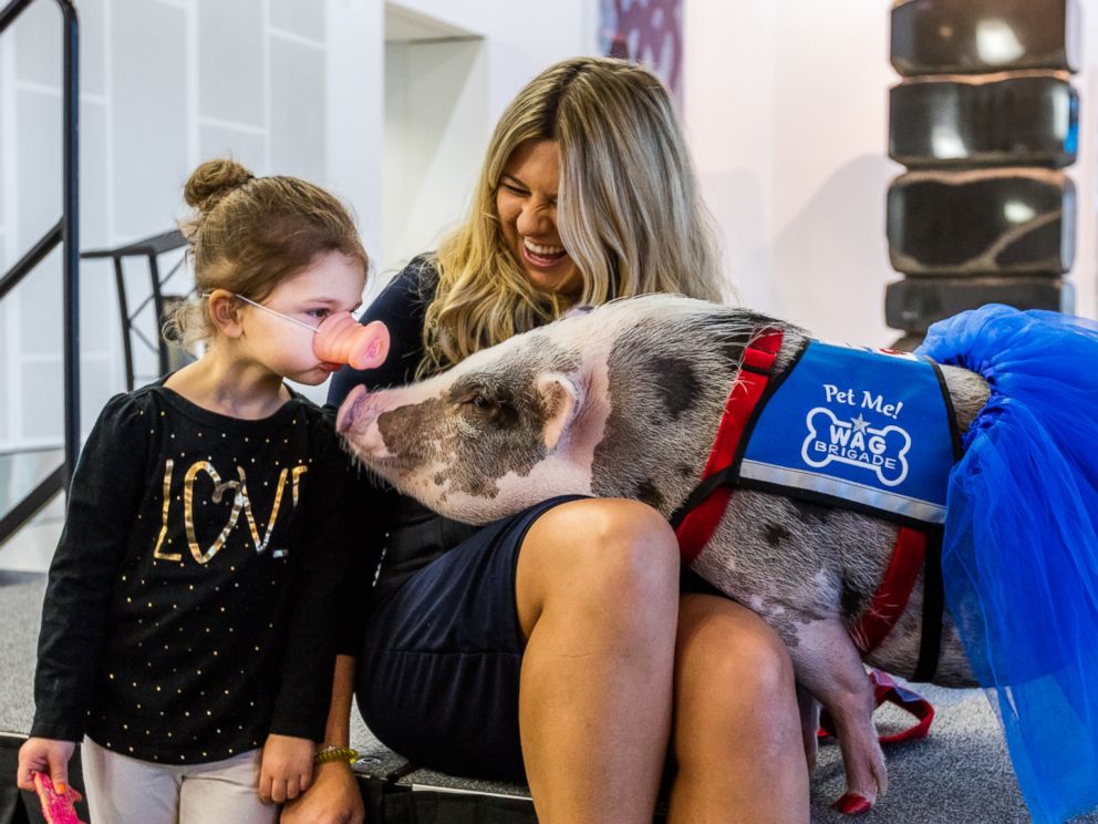 lilou pig, pigs instagram, amazing, animal photos, aweee, human & animal, pet, cute, juliana breed pig, airport therapy pig