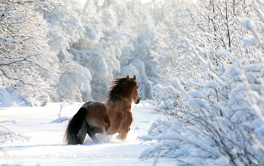 winter, winter animals pictures, animal snow, cute, photography, winter photography, animal photography, wild animals