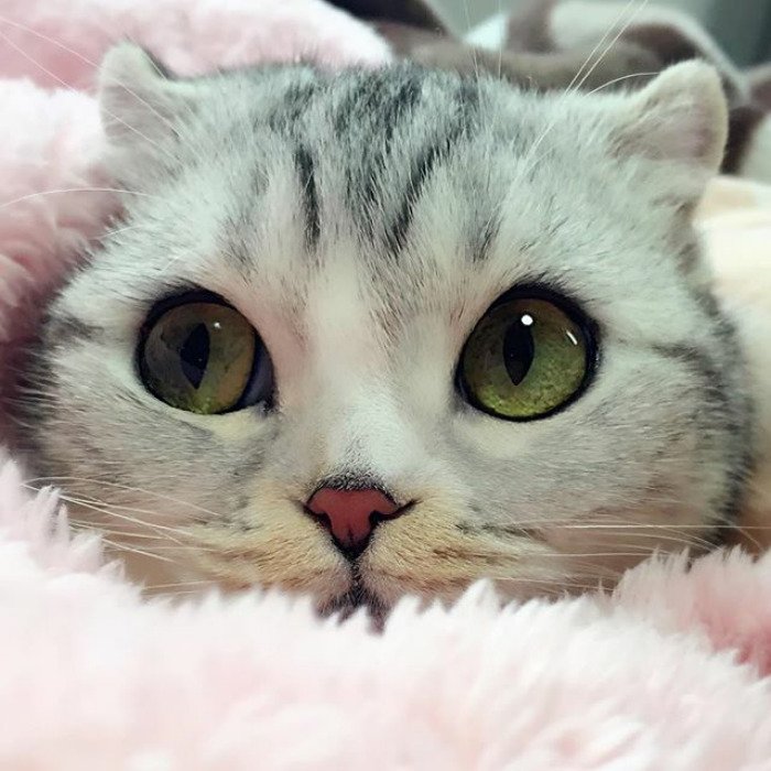 instagram, viral, cute, japan, japanese, hana cat, big eye cat, scottish fold cat, hana instagram cat