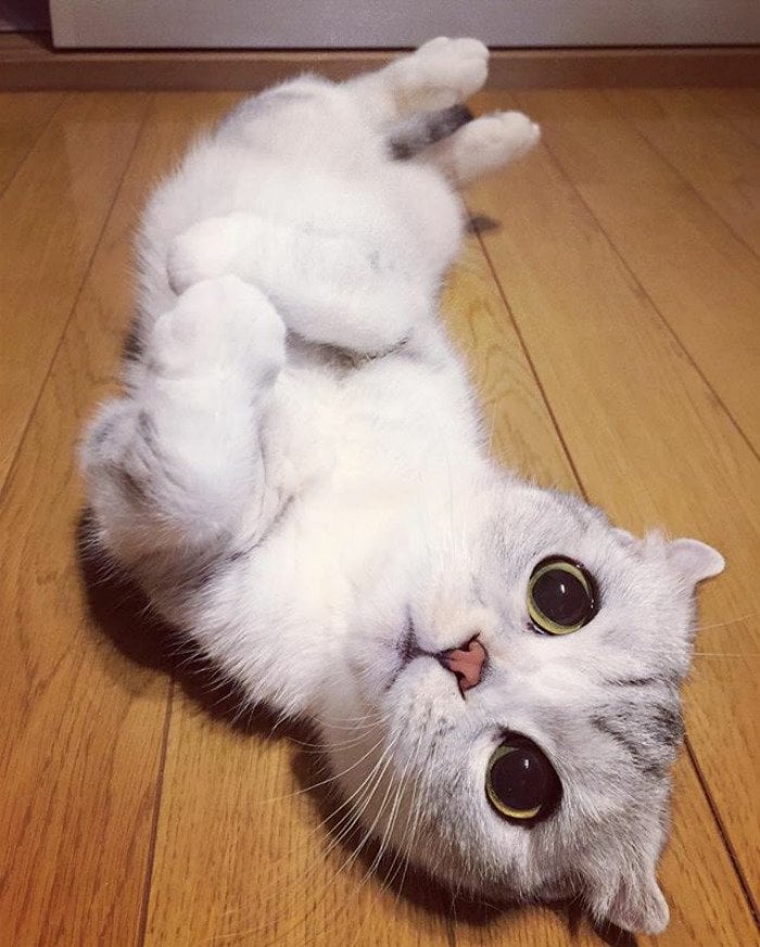 instagram, viral, cute, japan, japanese, hana cat, big eye cat, scottish fold cat, hana instagram cat