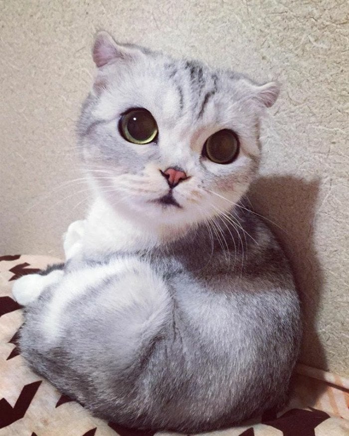 instagram, viral, cute, japan, japanese, hana cat, big eye cat, scottish fold cat, hana instagram cat